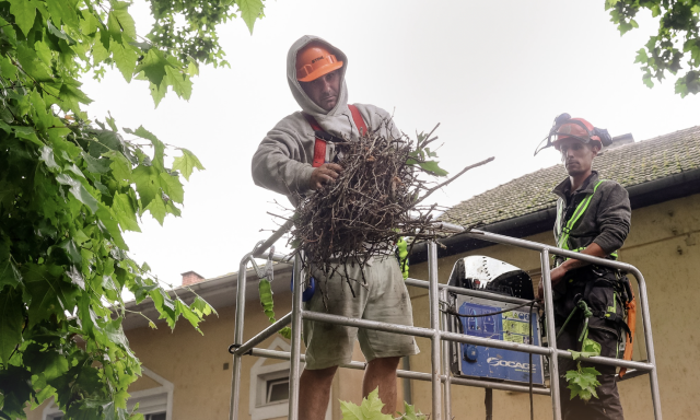 Nem a f&eacute;szekrombol&aacute;s a megold&aacute;s: &iacute;gy lehet kezelni a kaposv&aacute;ri varj&uacute;helyzetet