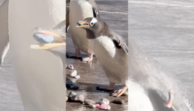 Festett kavicsokkal seg&iacute;tik a k&oacute;rh&aacute;zban &aacute;polt gyerekek a pingvinek p&aacute;rkeres&eacute;s&eacute;t Sk&oacute;ci&aacute;ban