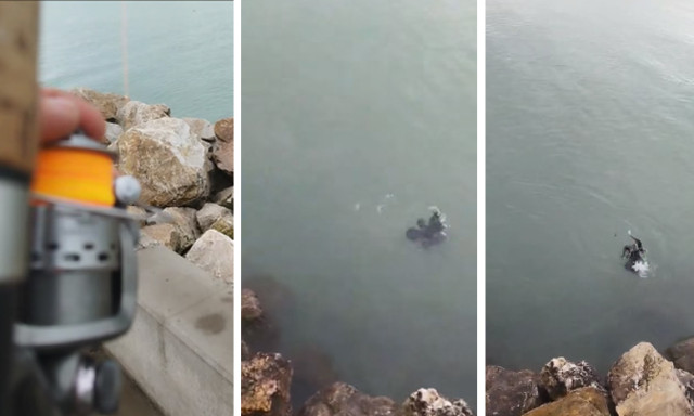 Vide&oacute;: nem mindennapi &bdquo;fog&aacute;s&rdquo; a Balatonon &ndash; kormor&aacute;n akadt horogra