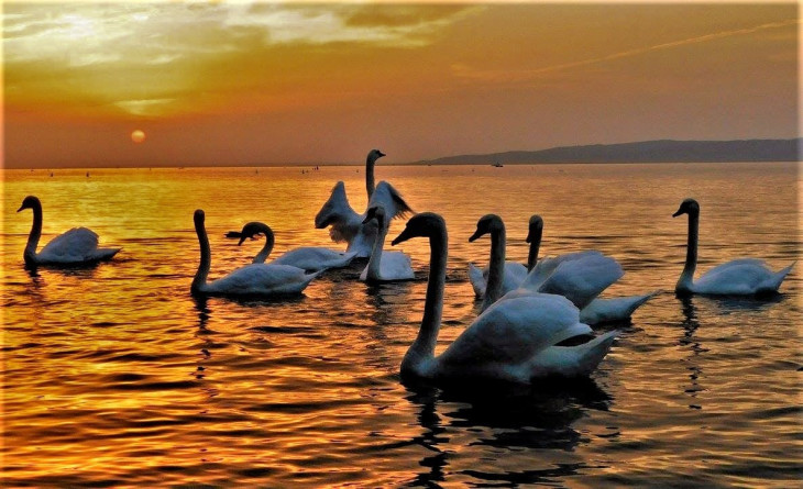 Gőbel Julianna, Balatonfenyves