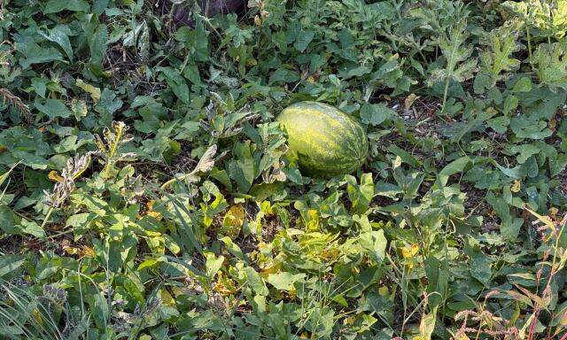 G&ouml;r&ouml;gdinny&eacute;t termett a kisz&aacute;radt Balaton medre Balatonbogl&aacute;ron
