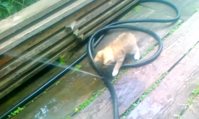 A slaggal DJ-ző macsk&aacute;t egyenesen k&ouml;telező l&aacute;tnotok!