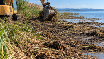 Markol&oacute;val taroltak le ezer n&eacute;gyzetm&eacute;ternyi v&eacute;dett n&aacute;dast a Balatonn&aacute;l &ndash; Egy s&eacute;r&uuml;lt teknőst is kimentettek