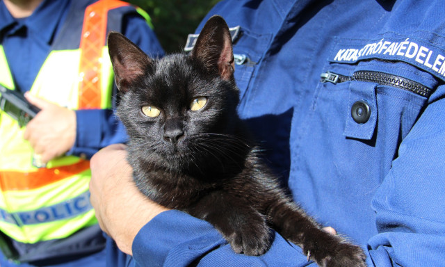 Nem tűrte az &eacute;hs&eacute;get - Macska ind&iacute;totta be a tűzhelyet egy p&eacute;csi lak&aacute;sban