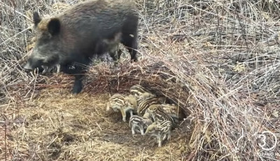 Harminc apr&oacute;s&aacute;g a Balaton partj&aacute;n: n&eacute;pes vadmalac-csapatot vide&oacute;ztak a Berekben