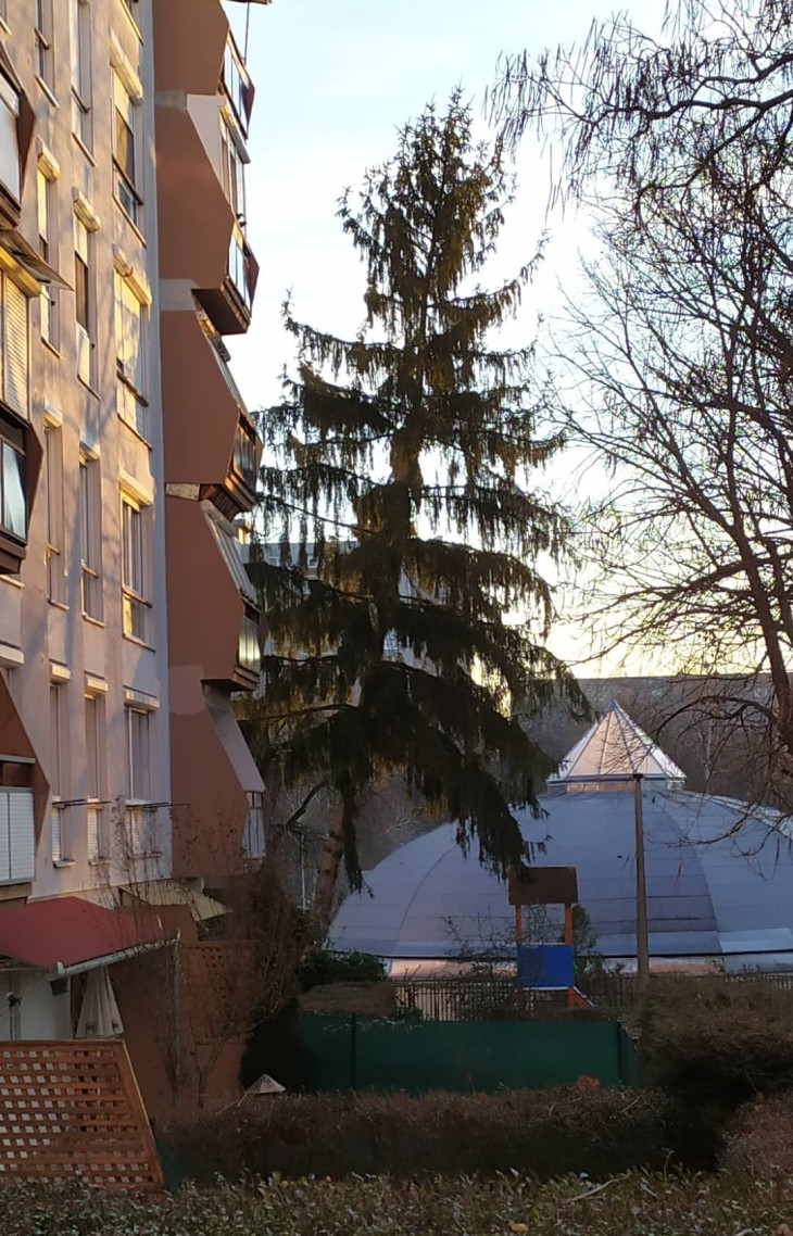 Életveszélyes helyzetbe került egy óriásfenyő a Búzavirágban