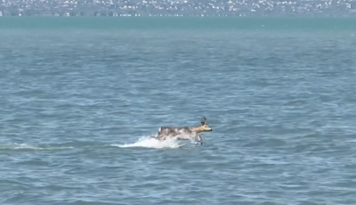 M&aacute;r a pontyok sem a r&eacute;giek - V&iacute;zben ugr&aacute;l&oacute; őzet vide&oacute;ztak a Balatonban - VIDE&Oacute;