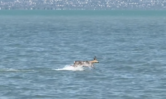 M&aacute;r a pontyok sem a r&eacute;giek - V&iacute;zben ugr&aacute;l&oacute; őzet vide&oacute;ztak a Balatonban - VIDE&Oacute;