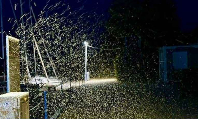 Nem cs&iacute;p, de megőrj&iacute;t - Ez&eacute;rt van ennyi &aacute;rvasz&uacute;nyog a Balatonon