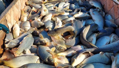 Folytatódik a desedai haltelepítés: 6 tonna ponty már a vízben, a maradék most érkezik- VIDEÓ