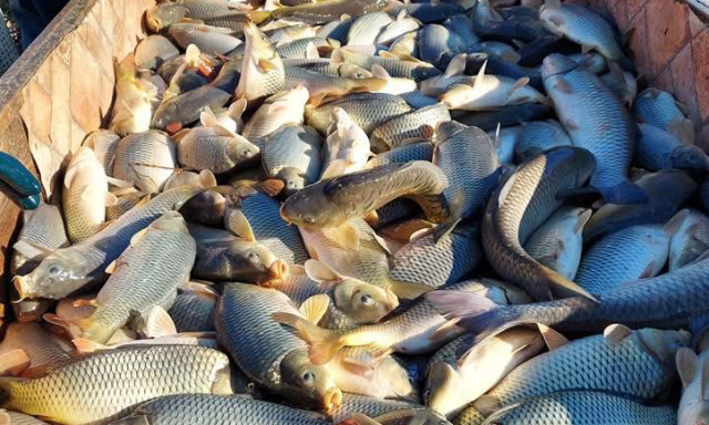 Folytat&oacute;dik a desedai haltelep&iacute;t&eacute;s: 6 tonna ponty m&aacute;r a v&iacute;zben, a marad&eacute;k most &eacute;rkezik- VIDE&Oacute;