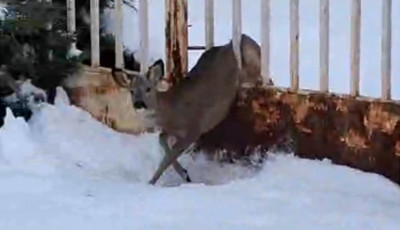 Őzet mentettek a kaposv&aacute;ri tűzolt&oacute;k - VIDE&Oacute;