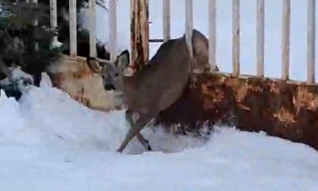 Őzet mentettek a kaposv&aacute;ri tűzolt&oacute;k - VIDE&Oacute;