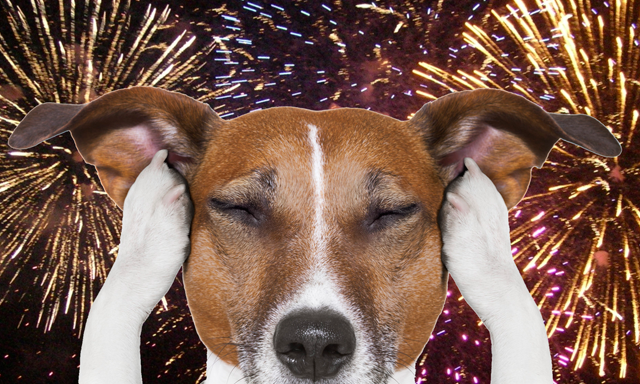 Szeg&eacute;ny kuty&aacute;k! - Id&eacute;n &uacute;jra lehet pet&aacute;rd&aacute;zni szilveszterkor