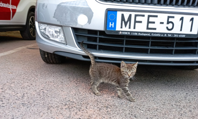 Veszpr&eacute;mtől Ajk&aacute;ig egy motort&eacute;rben utazott egy cica, akit k&eacute;t tűzolt&oacute; is befogadott