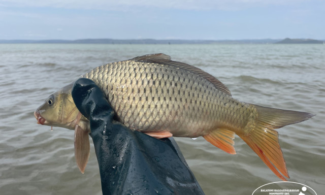 &Uacute;j parazitafajt tal&aacute;ltak a Balatonban