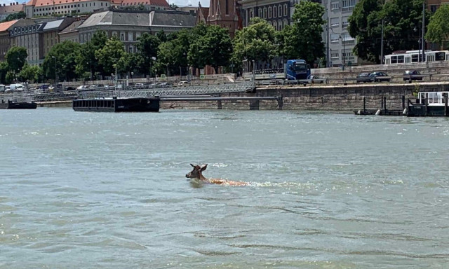 Szarvast mentettek a v&iacute;zirendőr&ouml;k a Dun&aacute;b&oacute;l