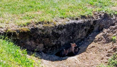 R&oacute;kacsal&aacute;d k&ouml;lt&ouml;z&ouml;tt Kaposf&uuml;redre: &aacute;rokban tal&aacute;ltak otthonra a v&aacute;ratlan &bdquo;lak&oacute;k&rdquo;