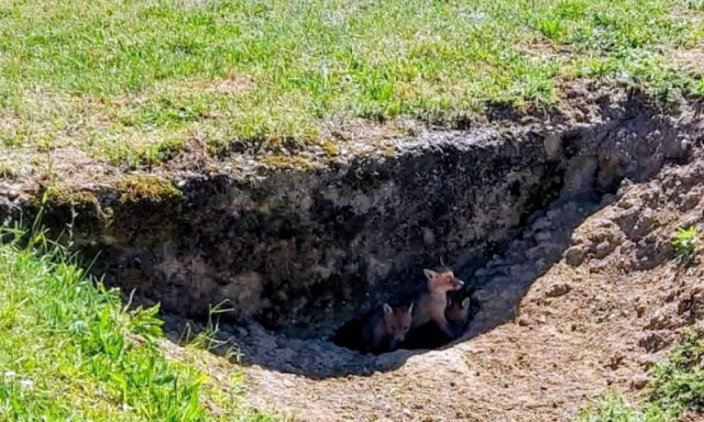 R&oacute;kacsal&aacute;d k&ouml;lt&ouml;z&ouml;tt Kaposf&uuml;redre: &aacute;rokban tal&aacute;ltak otthonra a v&aacute;ratlan &bdquo;lak&oacute;k&rdquo;