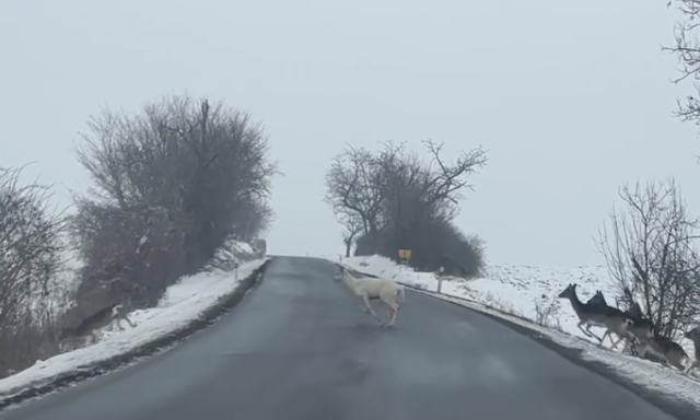 Ritka feh&eacute;r szarvas tűnt fel az Ipoly ment&eacute;n - VIDE&Oacute;