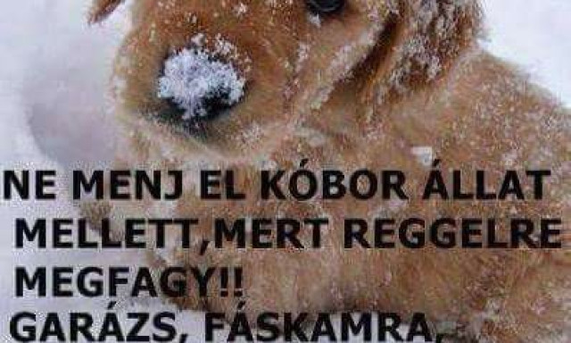 Ne hagyjuk, hogy Kaposv&aacute;ron egyetlen kis&aacute;llat is megfagyjon!