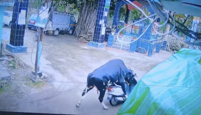 Sz&uuml;rre&aacute;lis t&eacute;rfigyelő felv&eacute;telen, ahogy egy k&oacute;bor bika elk&ouml;t egy robog&oacute;t &ndash; VIDE&Oacute;