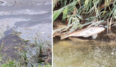 Felháborító! Szennyeződés került a Kapos folyóba, döglött halak szegélyezik a partot