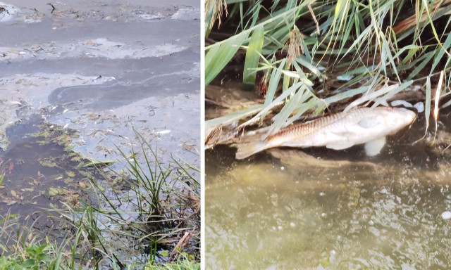 Felh&aacute;bor&iacute;t&oacute;! Szennyeződ&eacute;s ker&uuml;lt a Kapos foly&oacute;ba, d&ouml;gl&ouml;tt halak szeg&eacute;lyezik a partot