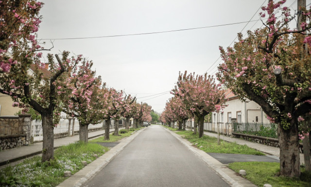 Volt m&aacute;r szebb is - Kicsit sz&aacute;rnyaszegetten, de ny&iacute;lnak a Temesv&aacute;r utca cseresznyef&aacute;i!
