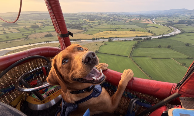 Ismerj&eacute;tek meg a kaposv&aacute;ri hől&eacute;gballon bajnoks&aacute;g legcukibb r&eacute;sztvevőj&eacute;t, Alfie-t!