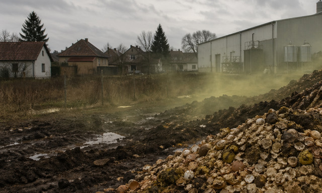 Z&aacute;ptoj&aacute;sszag fojtogat egy somogyi k&ouml;zs&eacute;get - A helyi toj&aacute;sfeldolgoz&oacute; c&eacute;g tagadja a felelőss&eacute;g&eacute;t