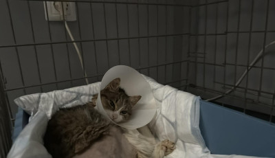 Ism&eacute;t t&aacute;mad az &aacute;llatm&eacute;rgező Barcson: m&aacute;r t&ouml;bb cica elpusztult