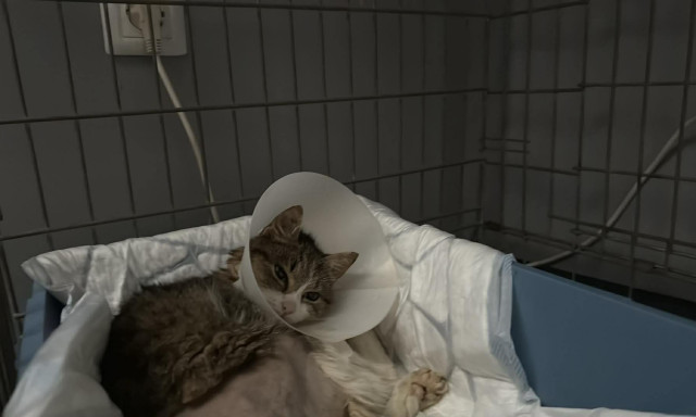 Ism&eacute;t t&aacute;mad az &aacute;llatm&eacute;rgező Barcson: m&aacute;r t&ouml;bb cica elpusztult