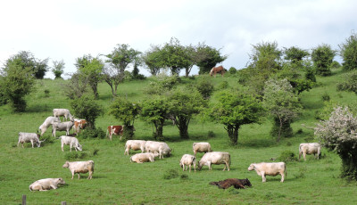 Bez&aacute;r a Bősz&eacute;nfai Szarvasfarm