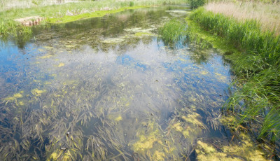 &Uacute;j vesz&eacute;ly a Balatonn&aacute;l - invaz&iacute;v n&ouml;v&eacute;ny jelent meg a H&eacute;v&iacute;zi-kifoly&oacute;ban