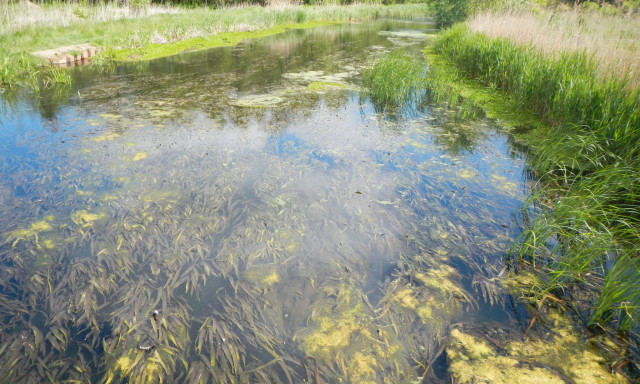 &Uacute;j vesz&eacute;ly a Balatonn&aacute;l - invaz&iacute;v n&ouml;v&eacute;ny jelent meg a H&eacute;v&iacute;zi-kifoly&oacute;ban