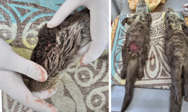 Kuty&aacute;k martak hal&aacute;lra k&eacute;t fiatal vidr&aacute;t a Balaton jeg&eacute;n