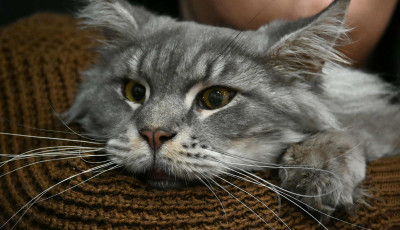 Fesseg&iacute;ts cic&aacute;knak! - Ism&eacute;t a macsk&aacute;kon seg&iacute;tene a Pacsmag