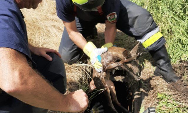 Tűzolt&oacute;k seg&iacute;tettek a bajba jutott őzik&eacute;n