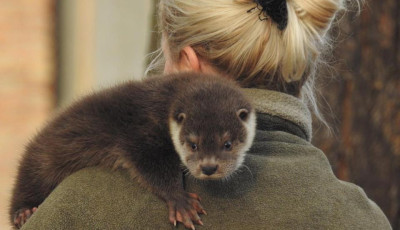 Vidrap&aacute;sztort keres a Peteshalmi Vidrapark