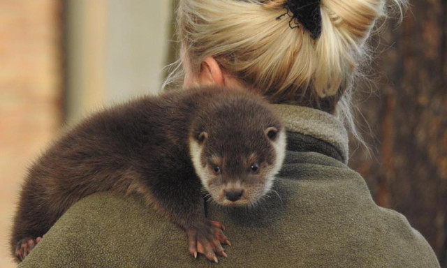 Vidrap&aacute;sztort keres a Peteshalmi Vidrapark