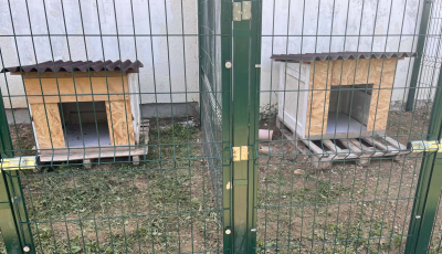 Biztons&aacute;gos kenneleket alak&iacute;tottak ki az elk&oacute;borolt &aacute;llatok sz&aacute;m&aacute;ra Igalban