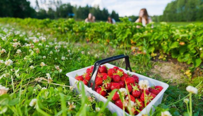 Egy somogyi szam&oacute;c&aacute;st felgy&uacute;jtottak, de m&eacute;g van, ahol ti magatok szedhetitek az epret