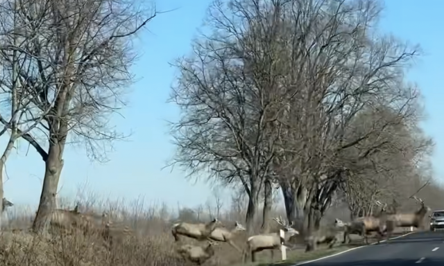 Elk&eacute;pesztő szarvasrudlit &ouml;r&ouml;k&iacute;tettek meg Somogyban a h&eacute;tv&eacute;g&eacute;n - VIDE&Oacute;