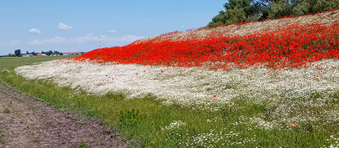 Nemzeti sz&iacute;nekbe &ouml;lt&ouml;z&ouml;tt egy mező Magyarorsz&aacute;gon