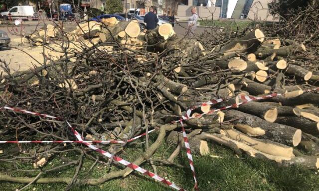 Sz&aacute;z fa sz&aacute;radt ki a ny&aacute;ron Kaposv&aacute;ron