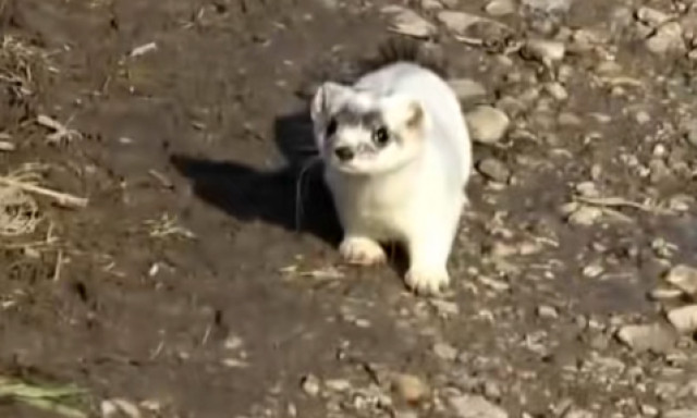 K&iacute;v&aacute;ncsi hermelin bukkant fel Somogyban &ndash; ritka k&ouml;zels&eacute;gből vide&oacute;zt&aacute;k le a f&uuml;rge ragadoz&oacute;t