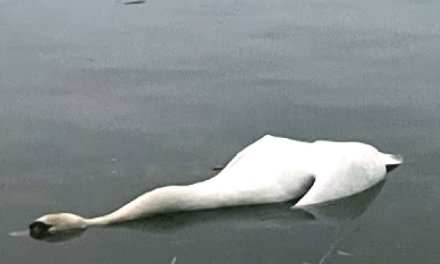 F&eacute;ny der&uuml;lt a titokzatos balatoni hatty&uacute;pusztul&aacute;s ok&aacute;ra