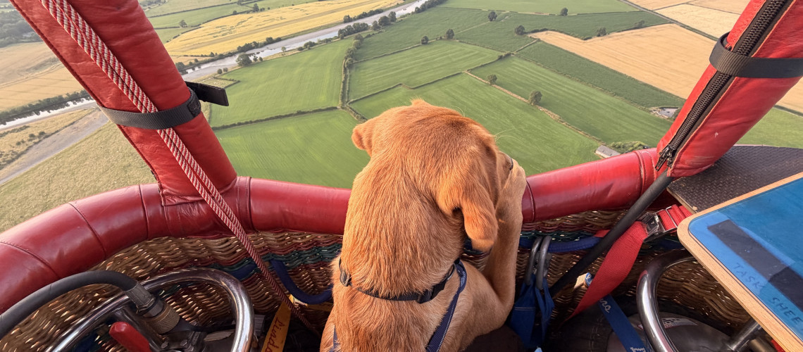 Ismerj&eacute;tek meg a kaposv&aacute;ri hől&eacute;gballon bajnoks&aacute;g legcukibb r&eacute;sztvevőj&eacute;t, Alfie-t!