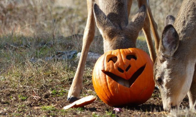 Ne dobd ki! - Mutatjuk mit kezdj a t&ouml;k&ouml;kkel Halloween ut&aacute;n